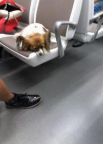 Así viajan algunos canes en eusko tren
