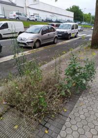 Errotaburu, no reponen árboles de las aceras