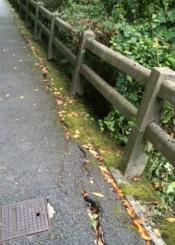 ACERA CON RIESGO DE DESPRENDIMIENTO