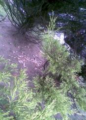 Alimentando a las palomas