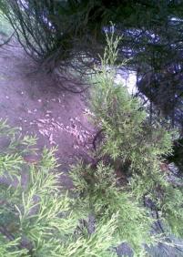 Alimentando a las palomas