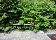 Amazonas o Donostia?