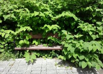 ¿Amazonas o Donostia ? De nuevo