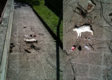 Añorga Txiki, olvidado