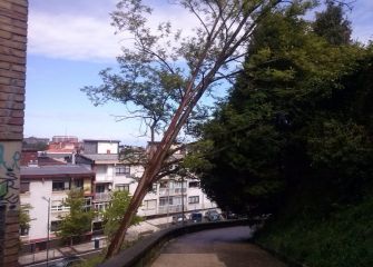 Árbol caído