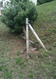 Árbol caído desde hace más de un año