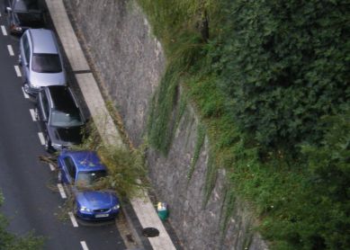 ARBOL  DERRIBADO  EN  LARRATXO