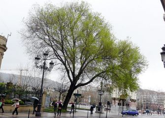 Árbol peligroso en Donosti