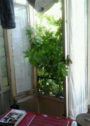 Árbol que entra en los pisos