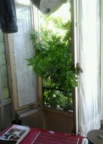 Árbol que entra en los pisos