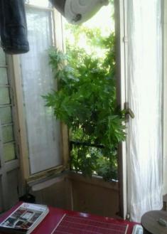 Árbol que entra en los pisos