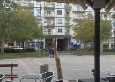 Árbol talado en Irun