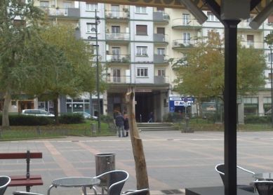 Árbol talado en Irun