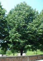 ARBOLES