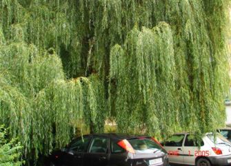 Arboles de Bidebieta