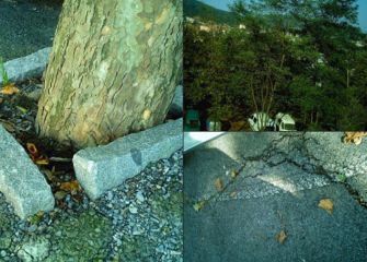 Árboles descuidados desde hace años