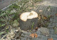 Árboles destrozados