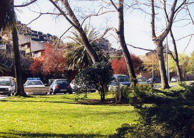 Árboles muy altos en Bera Bera