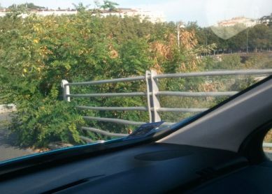 Arbustos en la carretera