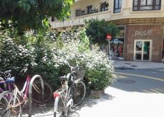 Arbustos en paseo de cebra