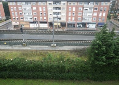 Arrasando árboles en Markola