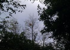 Avispas asiáticas en Donostia