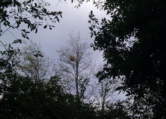 Avispas asiáticas en Donostia