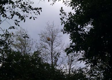 Avispas asiáticas en Donostia