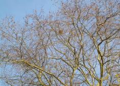 ¿Avispero de Avispa Asiatica?