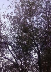 Avispero en Irun, desde hace meses