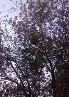 Avispero en Irun, desde hace meses