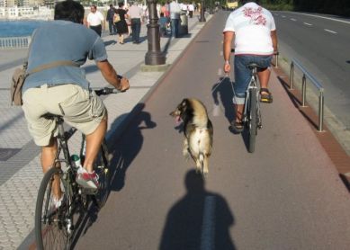 ¿Bidegorri para animales?