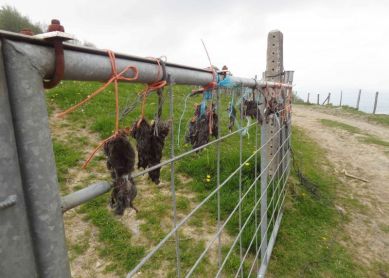 Colección de topillos muertos