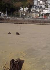 Cuando sale a flote