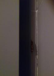 cucarachas en el hospital de dia del edificio donostia