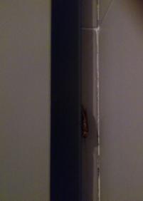 cucarachas en el hospital de dia del edificio donostia