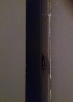 cucarachas en el hospital de dia del edificio donostia