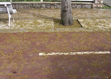 Decoración natural en Errotaburu