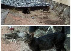 DESAPARICION Y MALTRATO DE GATOS EN ANDOAIN