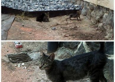 DESAPARICION Y MALTRATO DE GATOS EN ANDOAIN