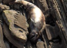 Descuidada Isla de Santa Clara