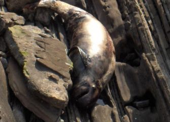 Descuidada Isla de Santa Clara