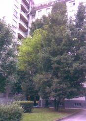 El árbol que nos mantiene en la oscuridad