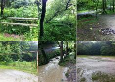 El Paseo de Molinao, una selva??