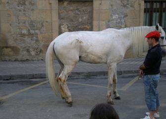 EL SUFRIMIENTO DE UN HERMOSO EQUINO