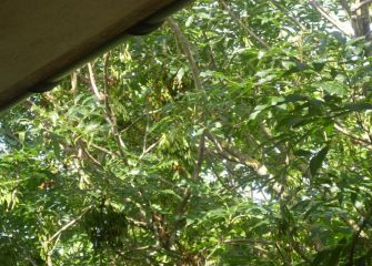 EN BUZTINTXULO NO SE PODA