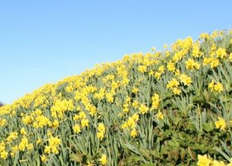 ESPECTACULO ANUAL.PROTEGER LOS NARCISOS