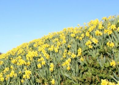 ESPECTACULO ANUAL.PROTEGER LOS NARCISOS