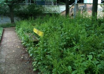 Estado de los jardines del Paseo de Mons
