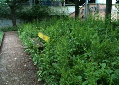 Estado de los jardines del Paseo de Mons